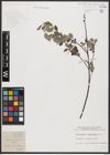 Foto von Salix aurita L. x Salix repens L.